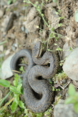 Glacier Pit Viper photo 2