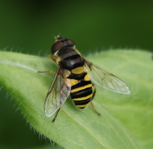 Transverse-banded Flower Fly