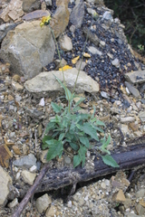 Viguiera grammatoglossa