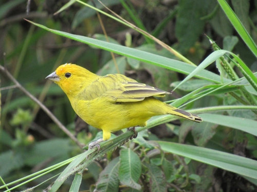 Saffron Finch