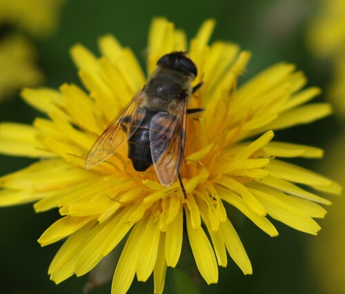 Common Drone Fly