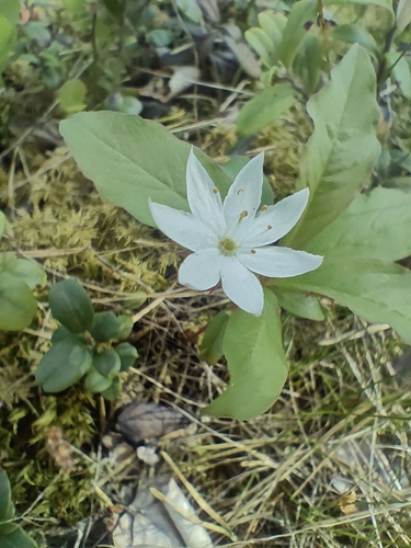 Arctic Starflower