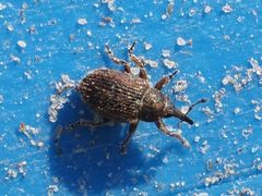 Glocianus