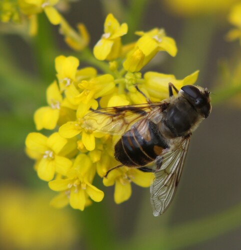 Common Drone Fly