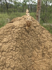 Podaxis beringamensis