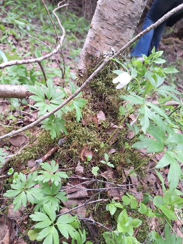 wood anemone