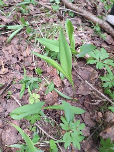 European lily of the valley