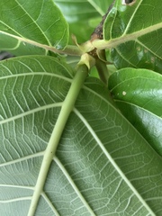 Cinchonoideae