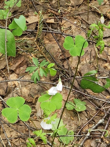 European wood-sorrel