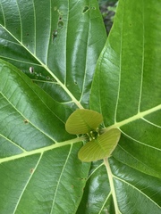 Cinchonoideae