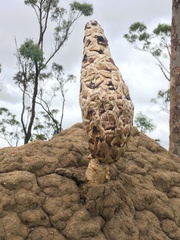 Podaxis beringamensis