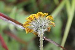 Viguiera grammatoglossa