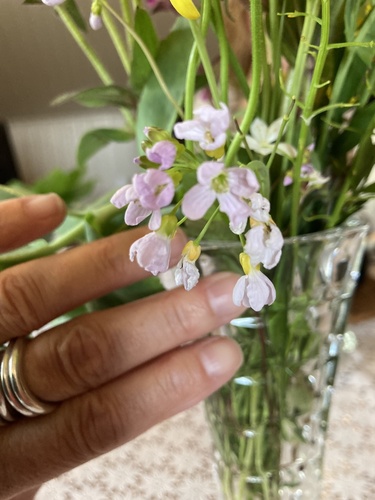 Cuckooflower