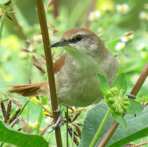 Yellow-chinned Spinetail