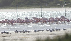 Thalasseus sandvicensis