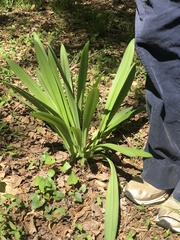 Hymenocallis occidentalis