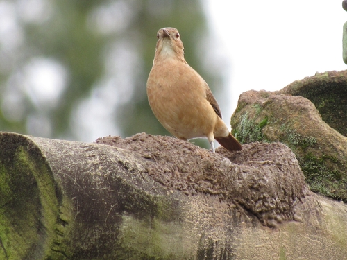 Rufous Hornero