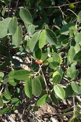 Ficus tinctoria, photograph (c) 如此甚好, some rights reserved (CC BY)