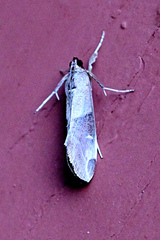 Image of Cliniodes opalalis