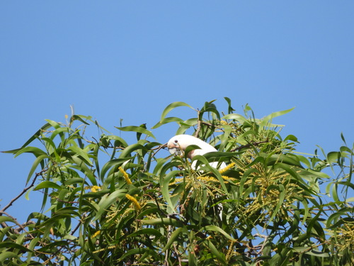 Tanimbar Corella (Cacatua goffiniana), photo 5
