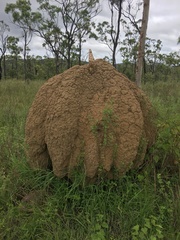 Podaxis beringamensis