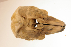 Neophocaena phocaenoides