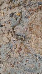 Pituophis catenifer pumilus