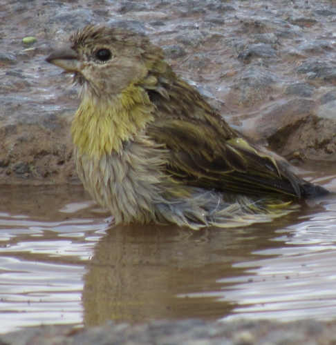 Saffron Finch