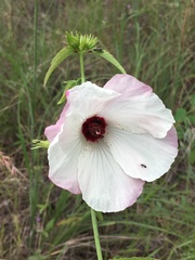 Hibiscus meraukensis