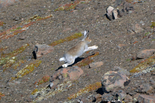 Mountain Hare