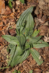 Plantago media