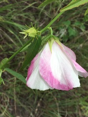 Hibiscus meraukensis