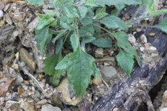 Viguiera grammatoglossa