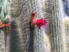 Cleistocactus