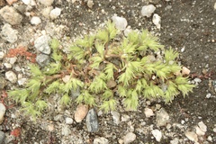 Loeflingia squarrosa