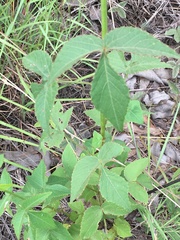 Hibiscus meraukensis