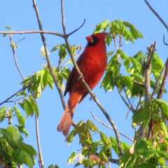 Cardinalis cardinalis
