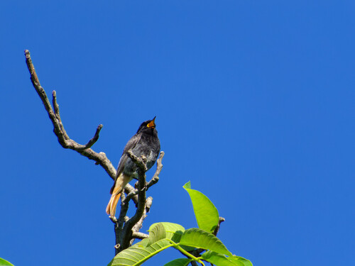 Black Redstart