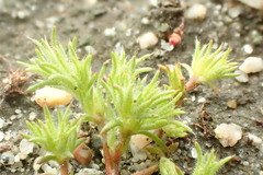 Loeflingia squarrosa