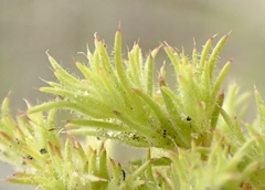 Loeflingia squarrosa