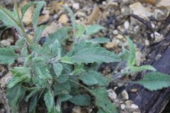 Viguiera grammatoglossa