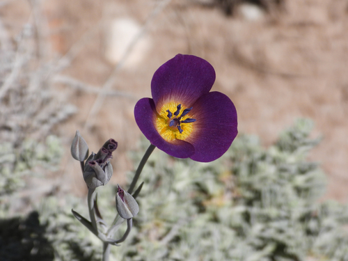 Calochortus invenustus, photograph 5