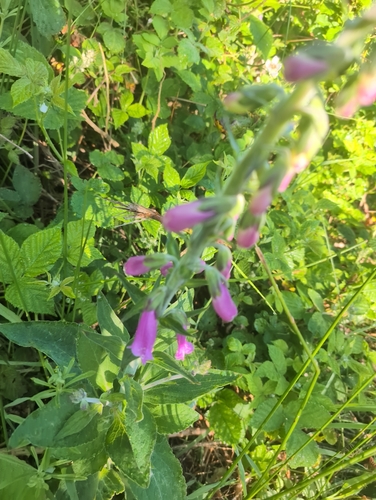 purple foxglove