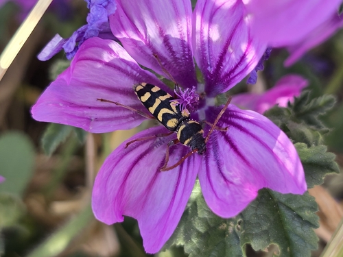 Neoplagionotus scalaris