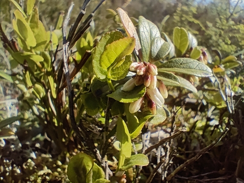 Lingonberry