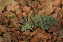 Lomatium observatorium