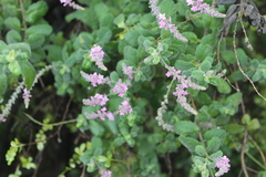 Aloysia macrostachya