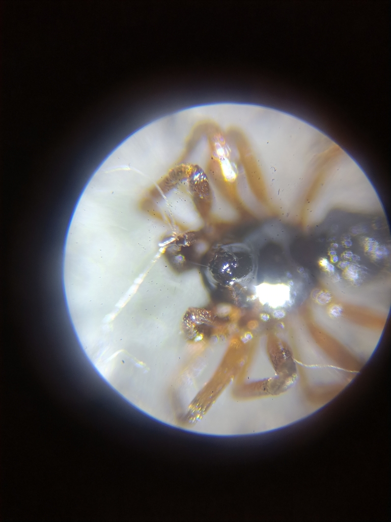 Dicymbium nigrum