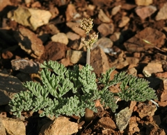 Lomatium observatorium