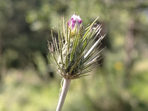 Carduus acicularis (Carduus acicularis)